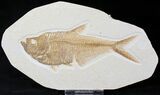 Detailed Diplomystus Fish Fossil From Wyoming #21924-1